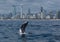 Minke whale calf jumps out of the water in front of the Gold Coast coastline