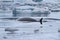 Minke whale floating between small ice floes Antarctic overcast