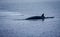 Minke whale glides through the water near the Arctic Circle