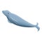 Minke whale icon, cartoon style