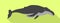 Minke whale icon, flat style