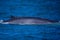 Minke Whale in Ocean