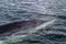 Minke whale\'s head pop up on the surface of the water