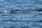 Minke Whale Surfacing