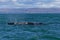 Minke whale swimming