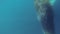 Minke whale swimming underwater