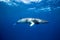 A Minke whale swims under the surface