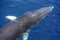 Minke whale in the waters of the Antarctic Peninsula, Antarctica