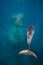 Minke Whales swims past the reef