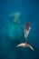 Minke Whales swims past the reef