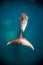 Minke Whales swims past the reef