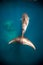 Minke Whales swims past the reef