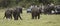 Minneriya, Sri Lanka - 2019-03-23 - Wild Elephants Graze in Field In Front of Tourist Jeeps
