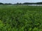 Minnesota wetlands marsh in summer