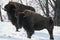 Minnesota Winter Bison