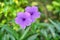 Minnieroot or popping pod or cracker plant flower in purple color