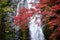 Minoh waterfall and autumn leafs