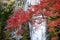 Minoh waterfall and autumn leafs