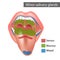 Minor salivary glands Mixed, Mucous, Serous. Anatomy