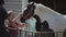 Minsk, Belarus - 19 July 2019: Teenage girls brush and comb a horse tied at the stables on an equestrian ranch. Close-up