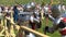 Minsk, Belarus - May 13, 2017: Battle of medieval knights. Duel. Festival of military historical reconstruction.