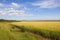 Minster way and barley fields