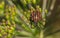 Minstrel Bug (Graphosoma italicum) closeup on plant