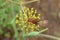 Minstrel bugs mating on fennel plant flower