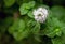 Mint is an aromatic plant, whose beneficial properties are known since the times of the Egyptians and ancient Romans who used it m