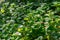Mint background green leaves. Herb leaves grow in vegetable garden