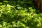Mint background green leaves. Herb leaves grow in vegetable garden