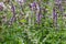 Mint blooms in the garden purple and white flowers of different varieties of mint