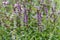 Mint blooms in the garden purple and white flowers of different varieties of mint