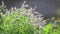 Mint blossoms with water drops in the garden. Branch of green leaf in the rain, light breeze close up, dynamic scene, toned video.