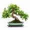 Mint Bonsai Tree In White Container - Graceful Curves And Balanced Proportions