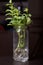 Mint branches in a glass jar. With sprouted roots for potting