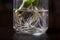 Mint branches in a glass jar. With sprouted roots for potting. Close-up of the roots