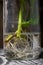 Mint branches in a glass jar. With sprouted roots for potting. Close-up of the roots