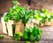 Mint. Bunch of fresh green organic mint leaf on wooden table