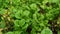 Mint bushes close up. Growing in the ground. Gardening, picking herbs