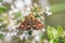 Mint Butterfly, Pyrausta aurata, feeding on Thyme Flowers