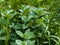 Mint close-up in the garden. Apple mint, or Mentha suaveolens, or downy mint are herbal plants that are rich in health benefits