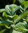 Mint close-up in the garden. Apple mint, or Mentha suaveolens, or downy mint are herbal plants that are rich in health benefits