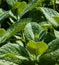 Mint close-up in the garden. Apple mint, or Mentha suaveolens, or downy mint are herbal plants that are rich in health benefits