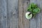 Mint Cupcake on Wood Background