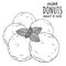 Mint donuts sketch