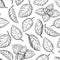 Mint drawing seamless pattern. Isolated mint plant