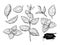 Mint drawing set. Isolated mint plant and leaves. Herbal