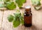 Mint essential oil