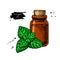 Mint essential oil bottle and peppermint leaves hand drawn vecto
